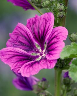 Corso Reiki 1 Livello